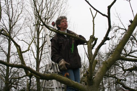 Werkochtend hoogstamboomgaard Palland