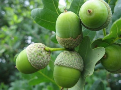 Aanmeldformulier Groencursus Voorjaar 2023