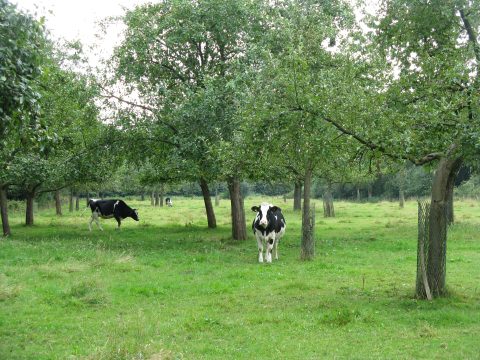 Werkochtend hoogstamboomgaard vennengebied