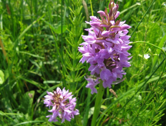 nijmegen_ _orchideen_de_bruuk_0
