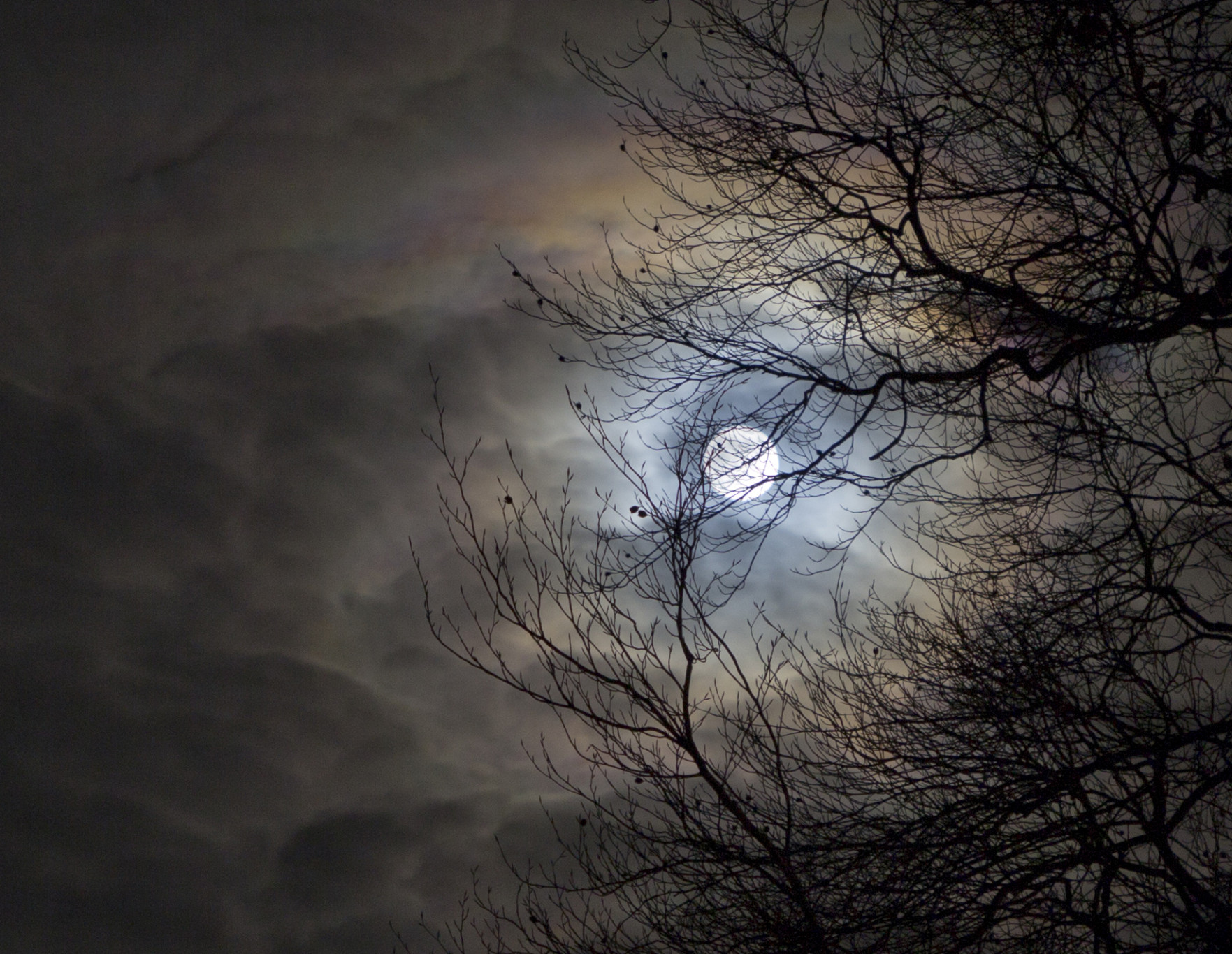 Natuurexcursie: nacht van de nacht foto van Gabriel Zwart