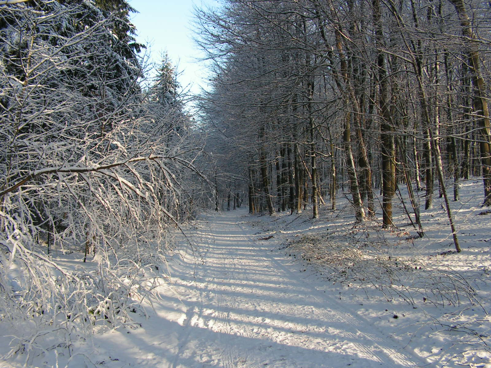 Natuurexcursie: Winter in het Kraaiendal