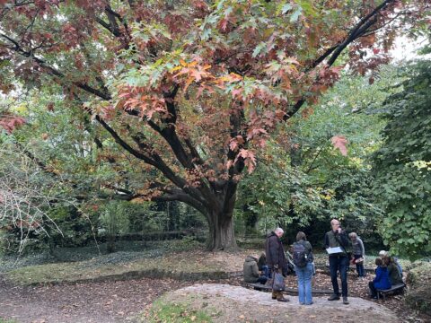 Mensen zitten en praten onder een grote boom met gekleurde herfstbladeren in een park.
