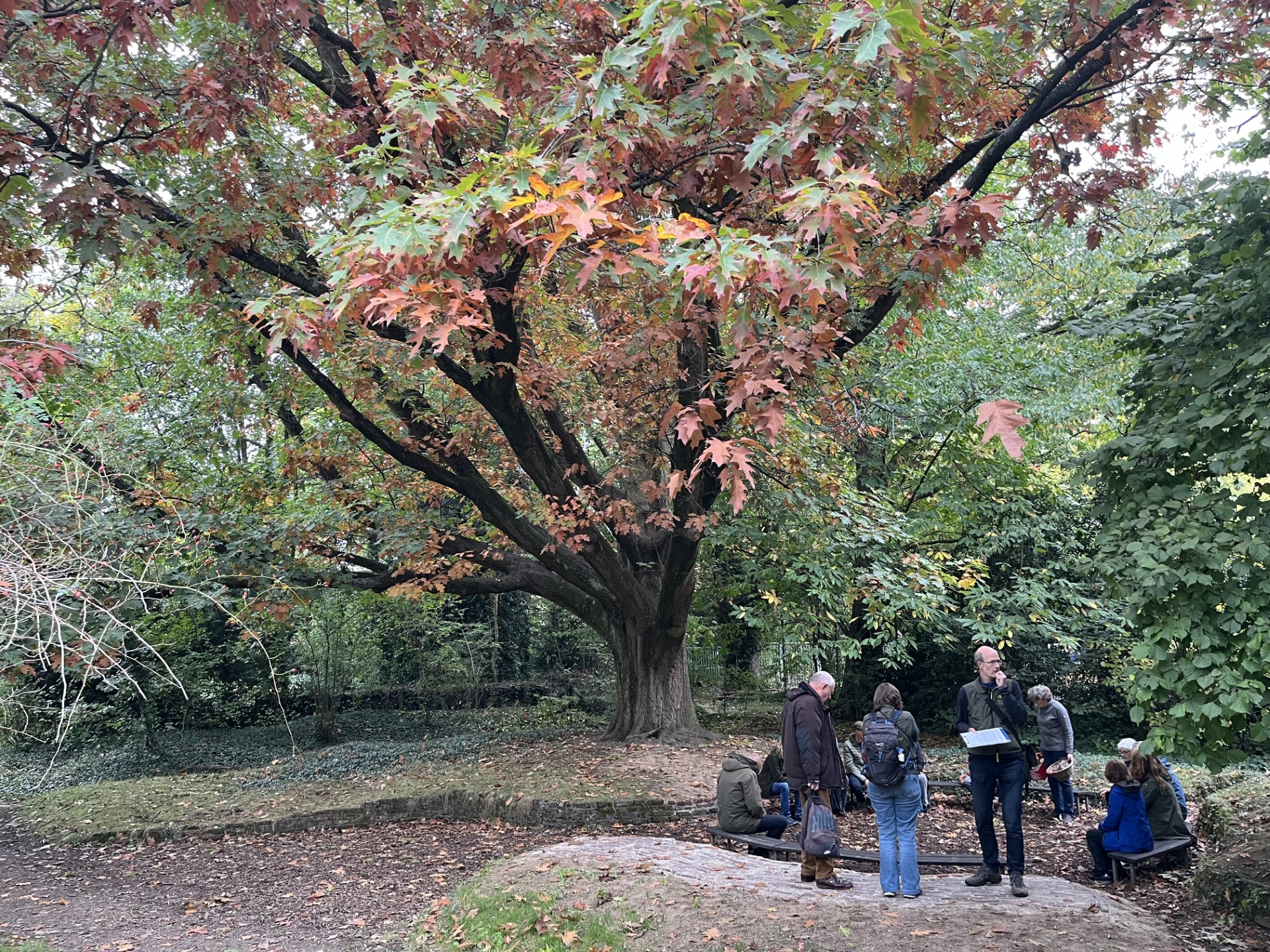 Mensen zitten en praten onder een grote boom met gekleurde herfstbladeren in een park.