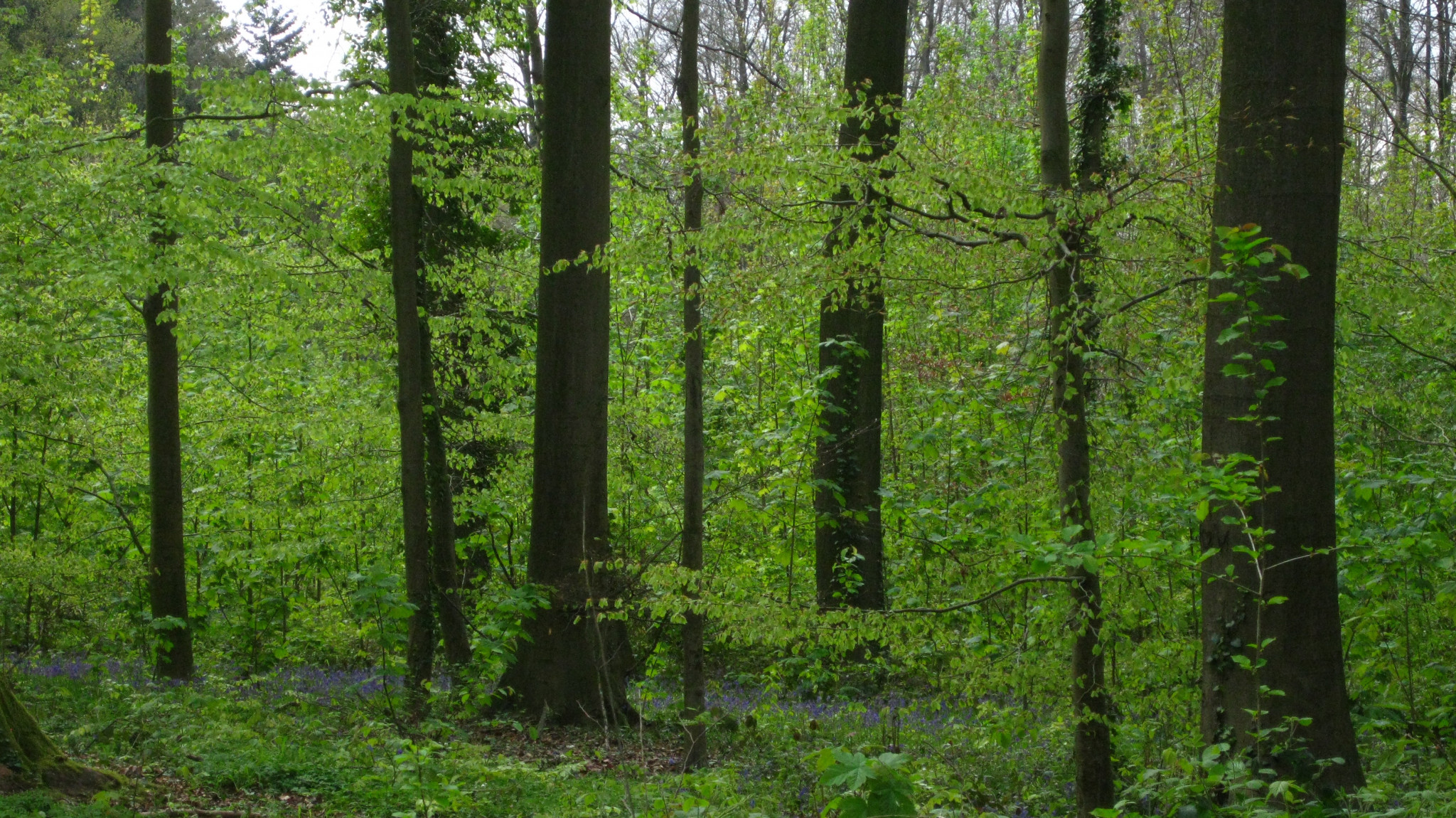 Natuurexcursie: Een wandeling door Heumensoord