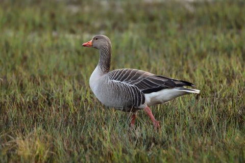 Natuurexcursie: Vogels kijken in de Bemmelse waard