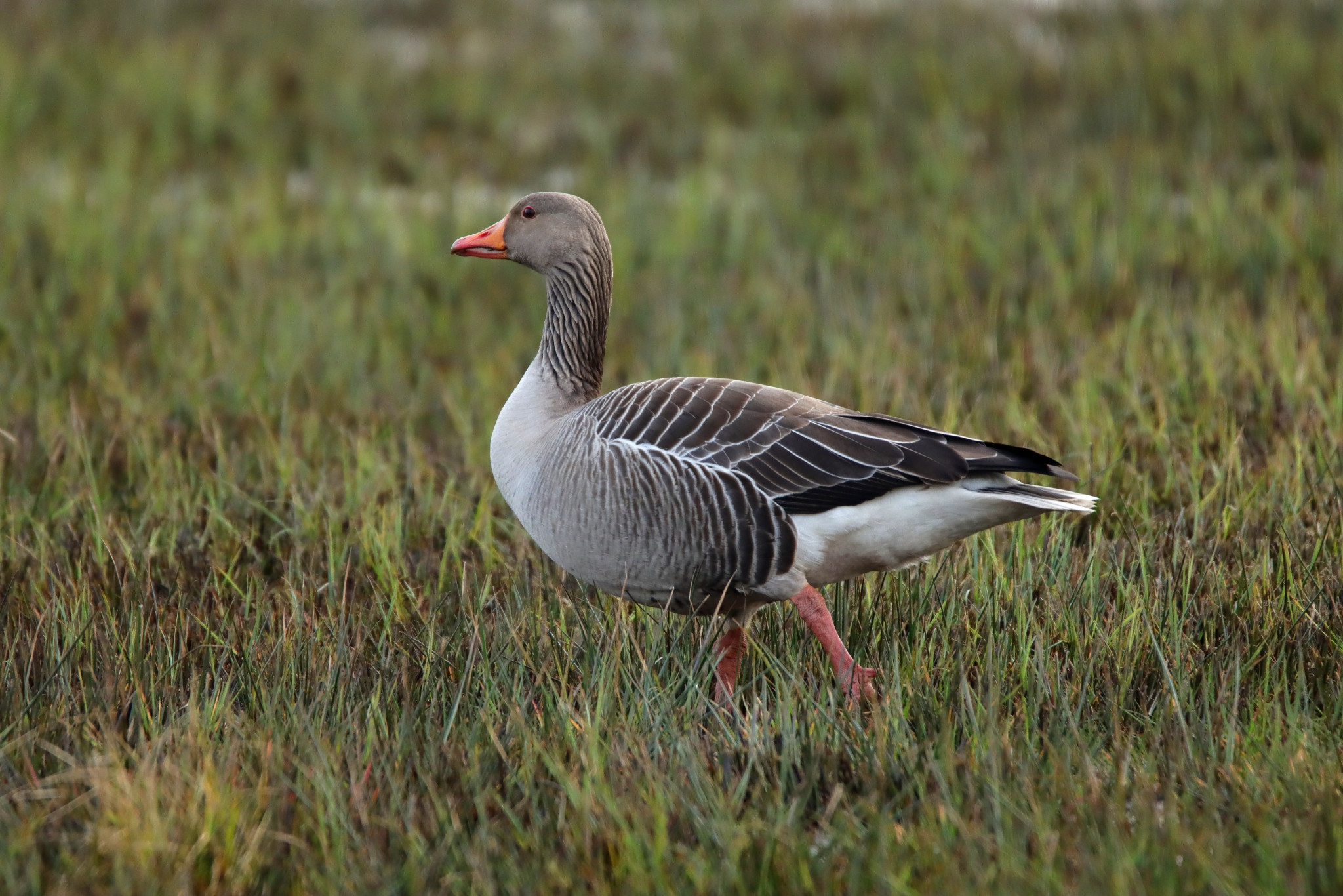 Natuurexcursie: ﻿Vogels kijken in de Bemmelse waard