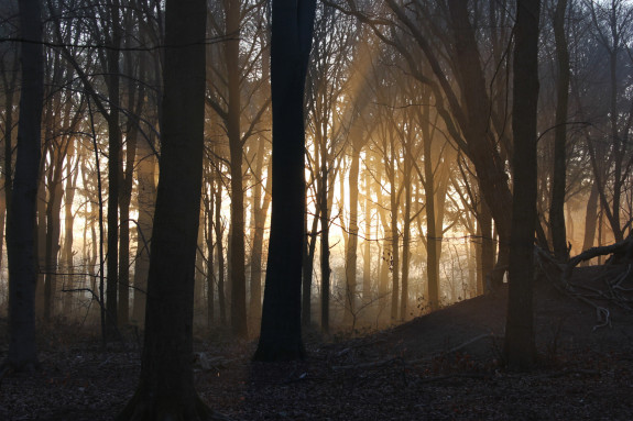 zon schijnt door donker bos in de ochtend foto van Gabriel Zwart