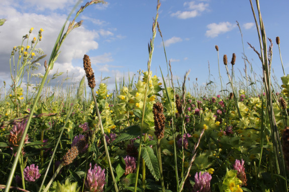 Grasland in bloei met veel soorten zoals ratelaar klaver weegbree en grassen foto van Gabriel Zwart