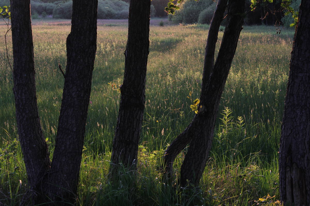 Natura2000 gebied de Bruuk bij Groesbeek hooiland nat veldrusschraalland foto Gabriel Zwart Nijmegen