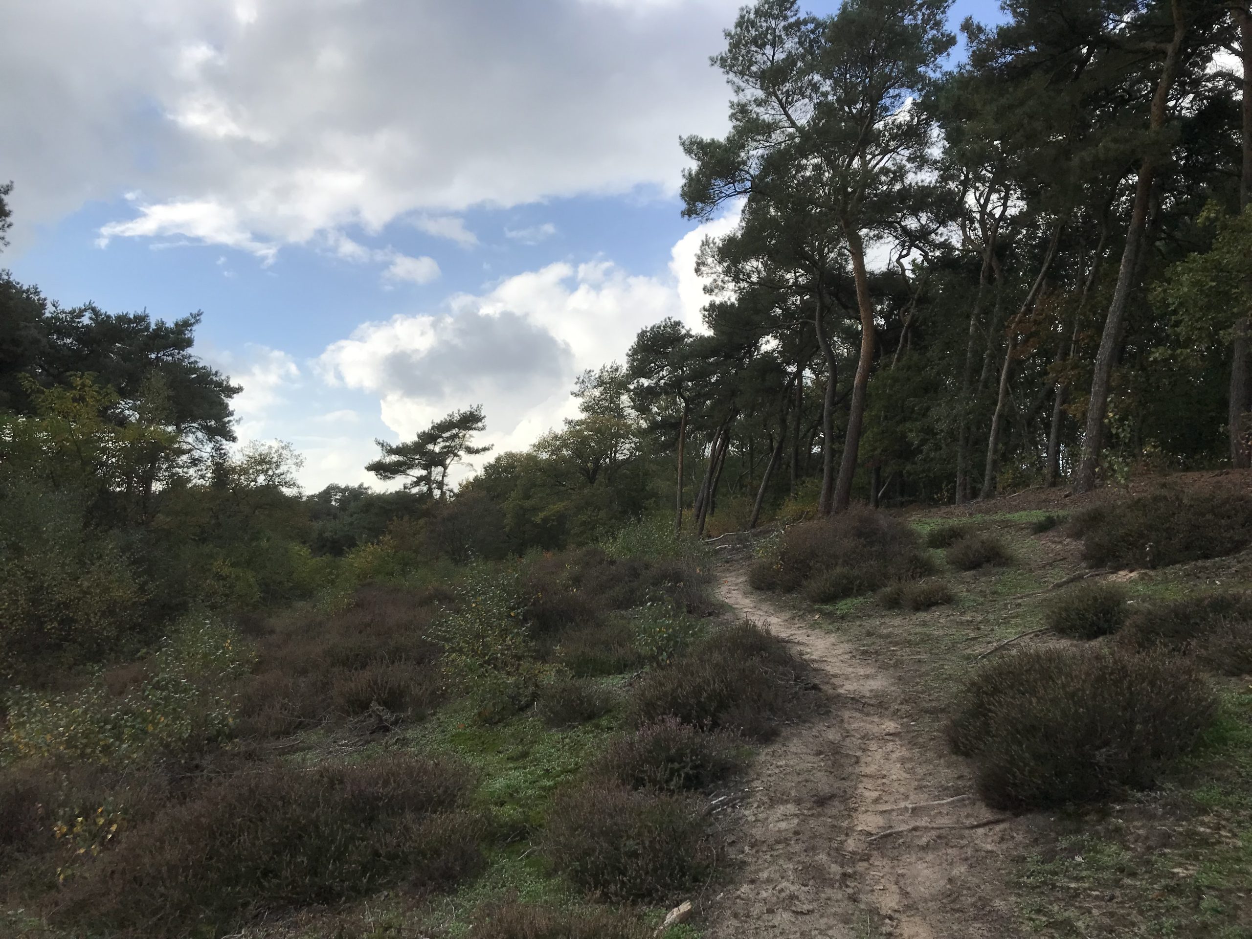 Nijmegen Overasseltse en Hatertse vennen foto Gabriel Zwart heide voetpaadje onverhard grove den