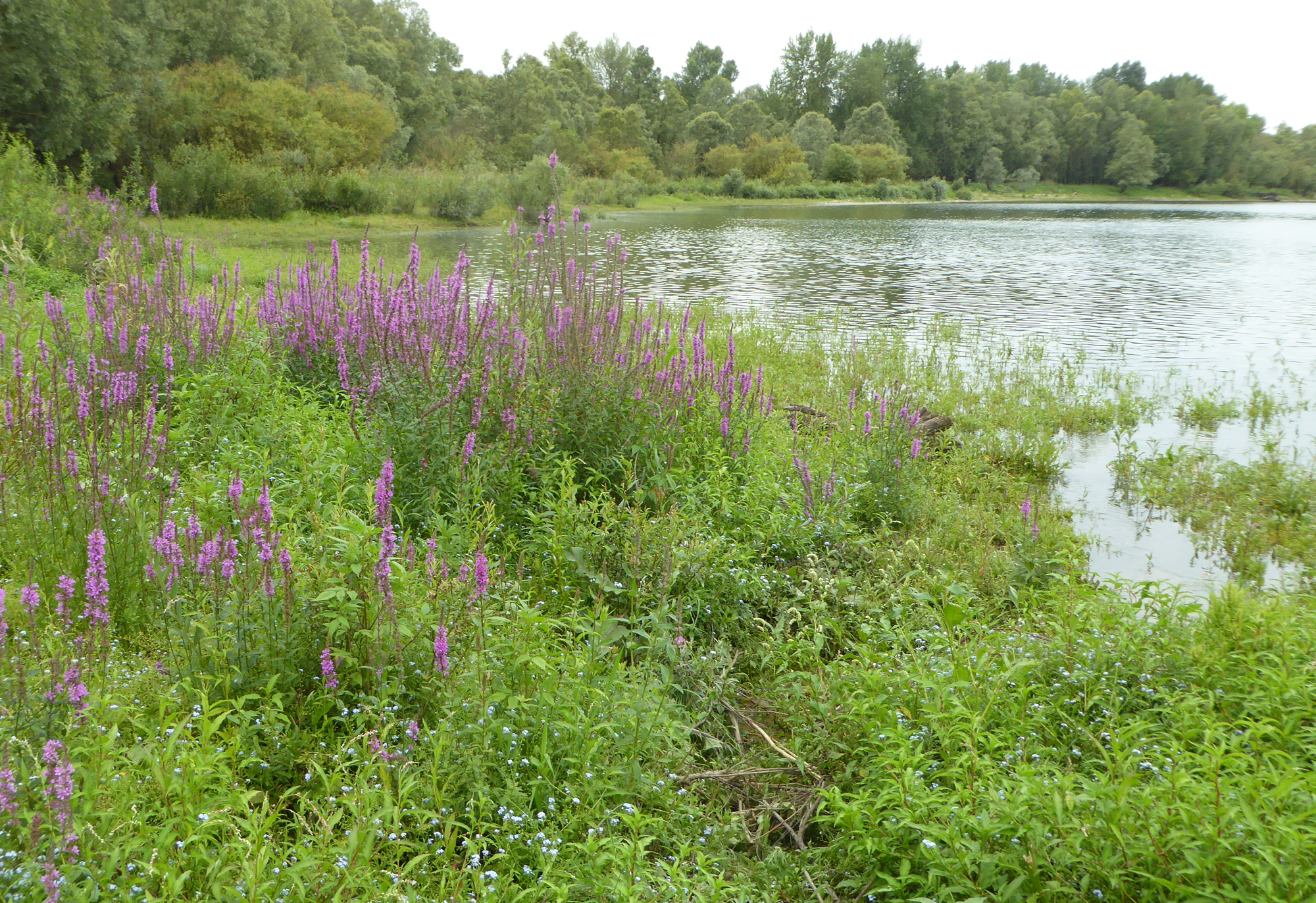 Nijmegen Millingerwaard bloemen aan waterkant foto van Circe de Gruijter