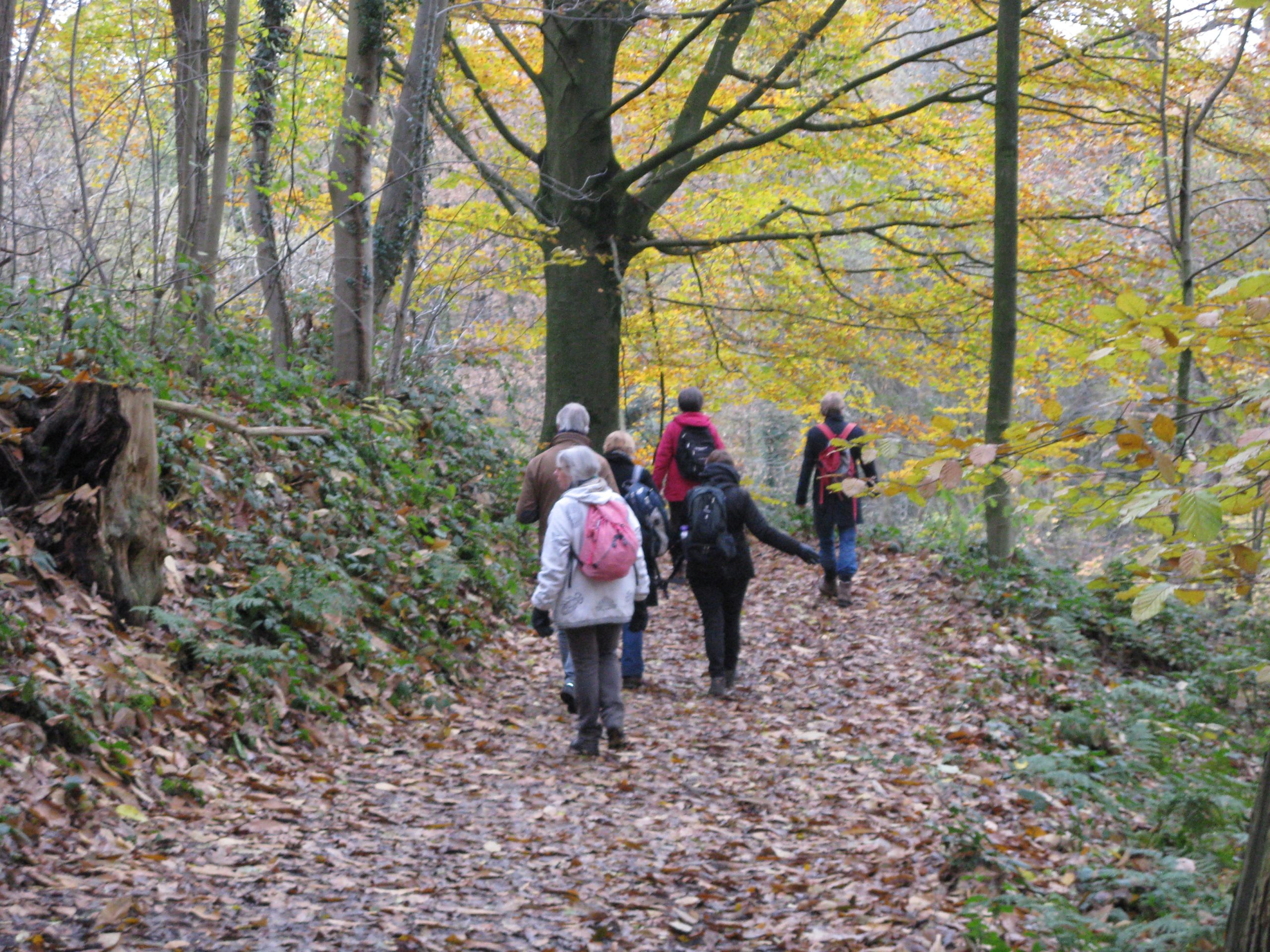 Groep wandelaars op een bospaadje met herfstbladeren onder kleurrijke bomen.