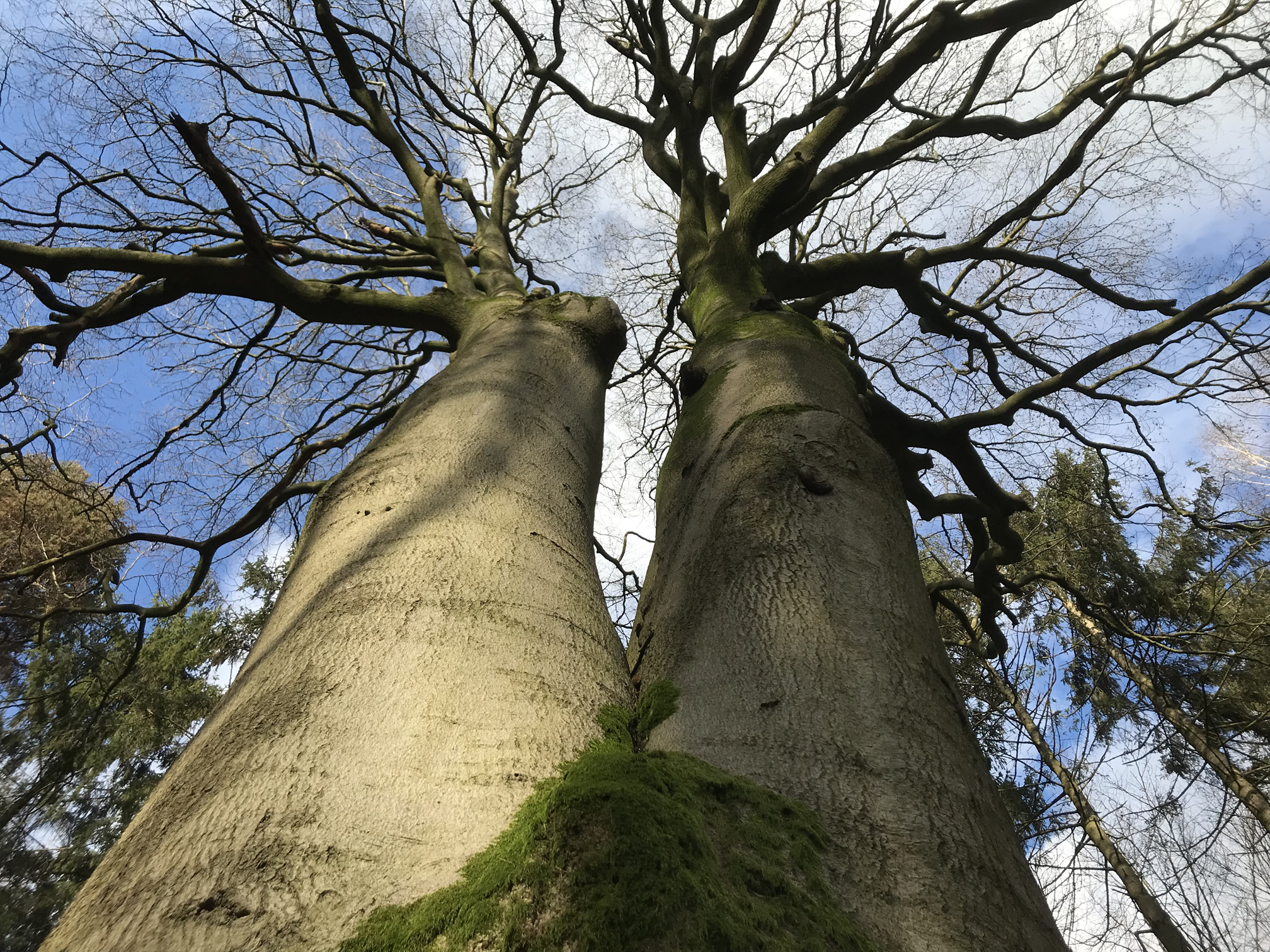 Tweelingboom beuk in de winter in het Reichswald foto Gabriel Zwart