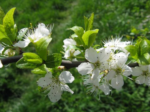 Witte bloesems met groene bladeren aan een tak tegen een achtergrond van groen gras.