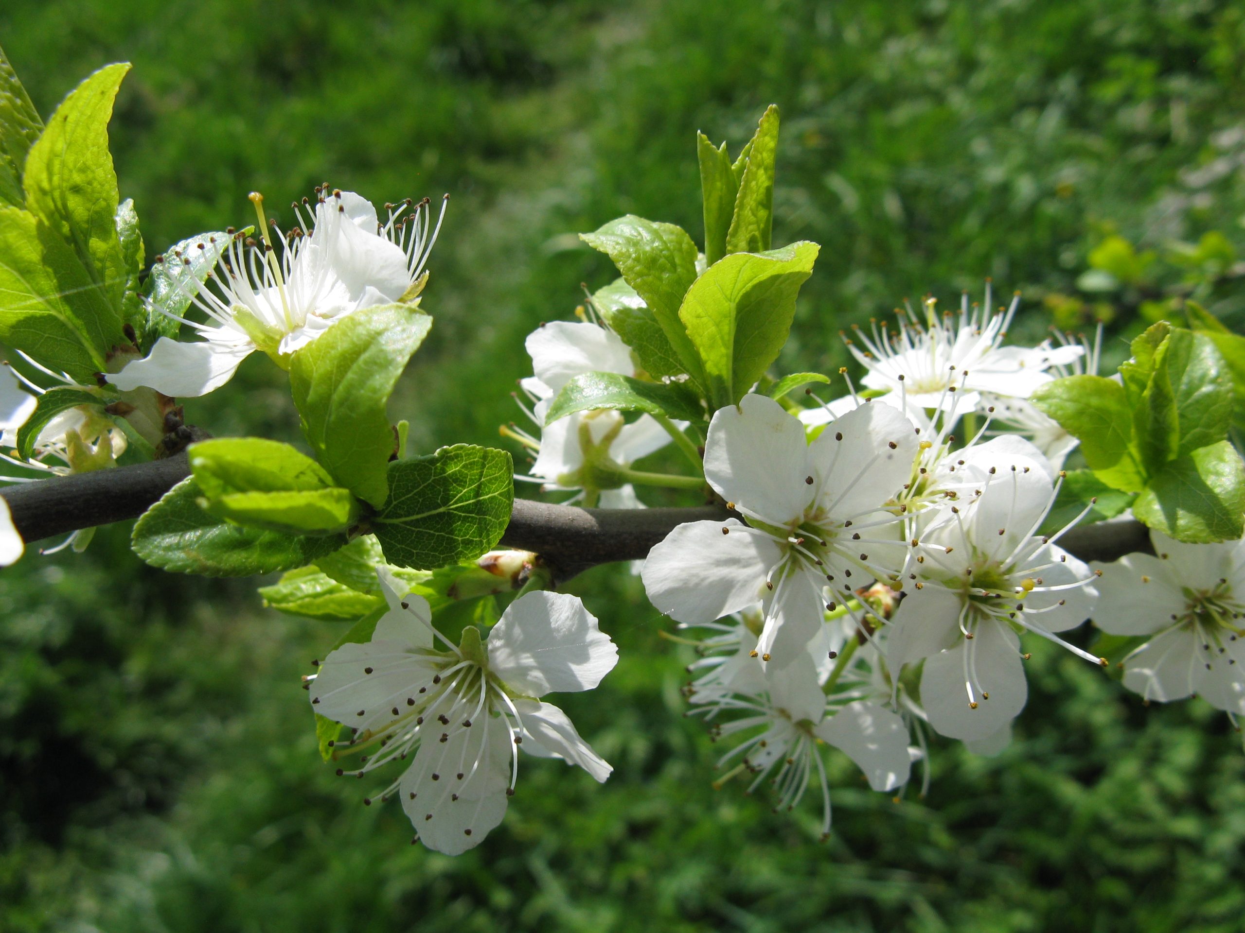 Witte bloesems met groene bladeren aan een tak tegen een achtergrond van groen gras.