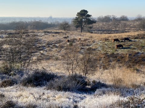 landschap mookerheide winter heuvels heide vorst rijp cuijk Mook Limburg