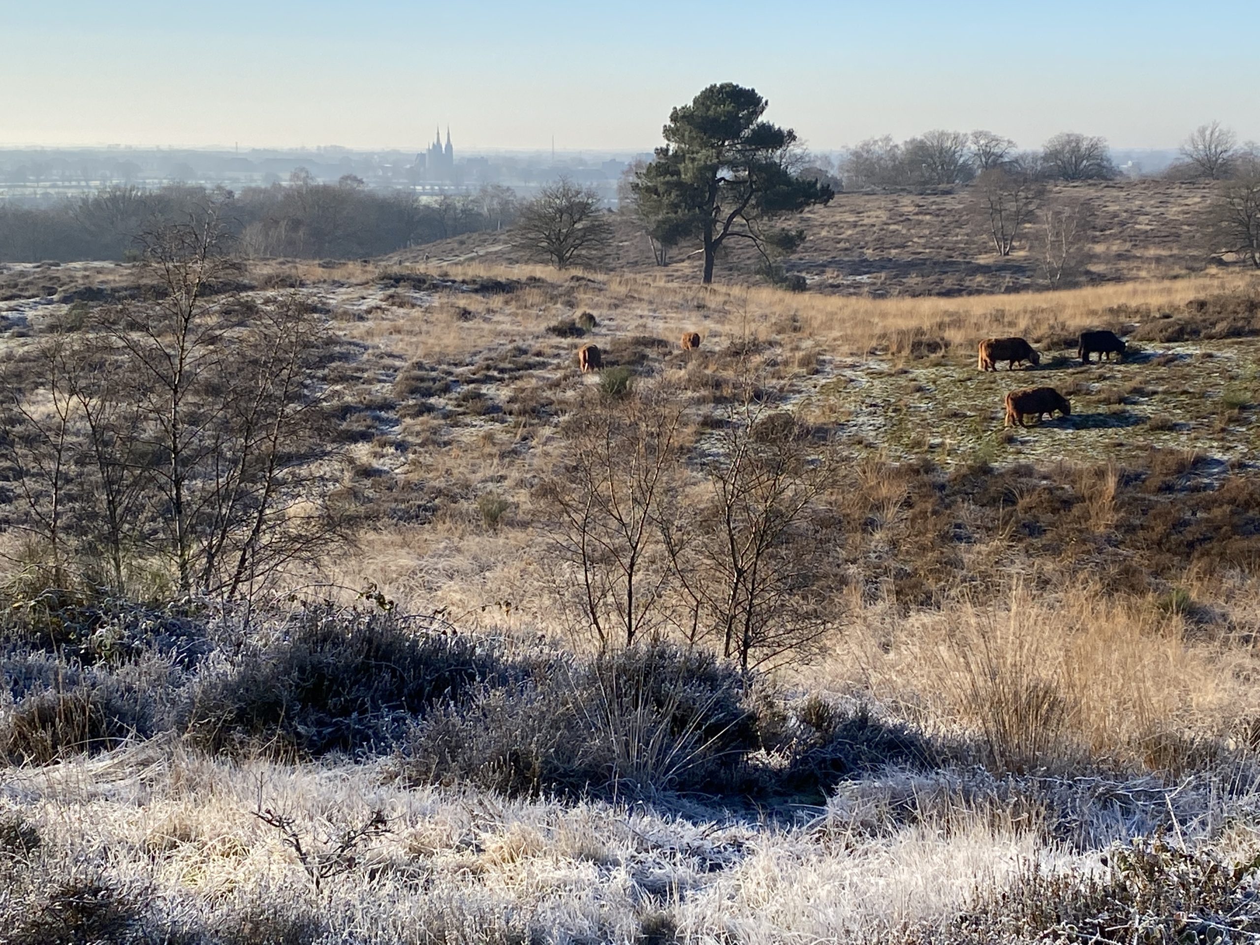 landschap mookerheide winter heuvels heide vorst rijp cuijk Mook Limburg