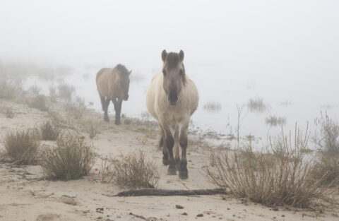 koniks in de mist Millingerwaard foto van Gabriel Zwart