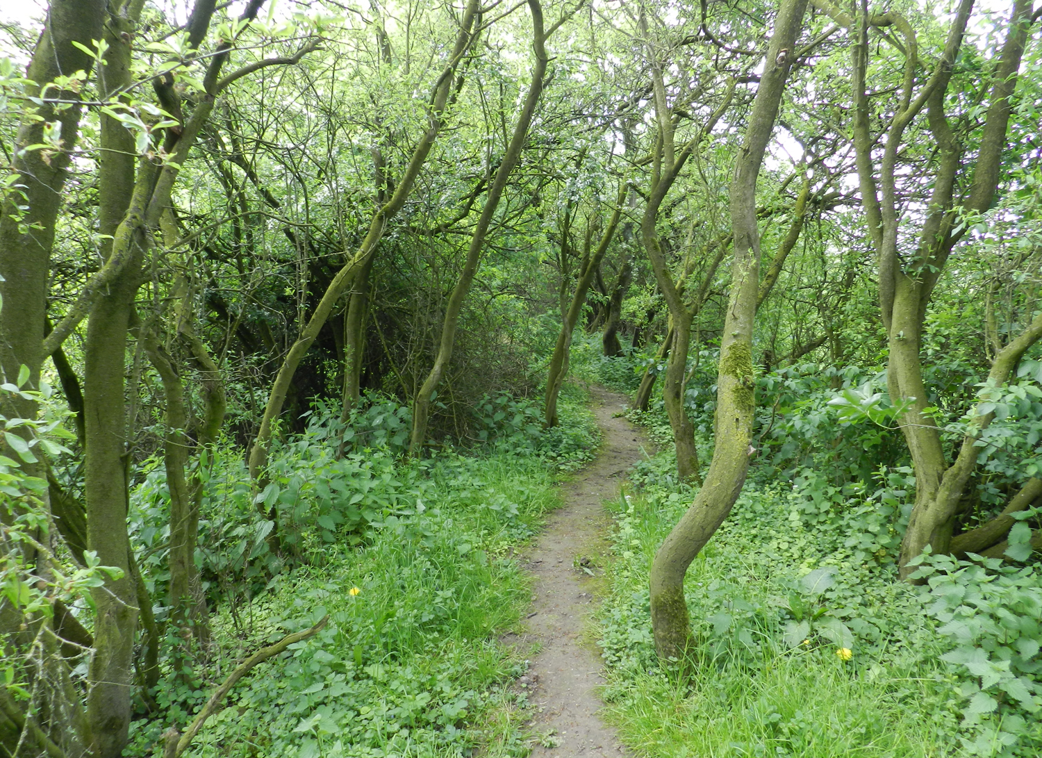 Weurt Weurtsche straatje foto van Guus Vergeer