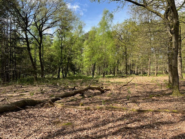 Bos met dichte loofbomen, zonlicht valt op de grond, omgeven door groene bladeren.