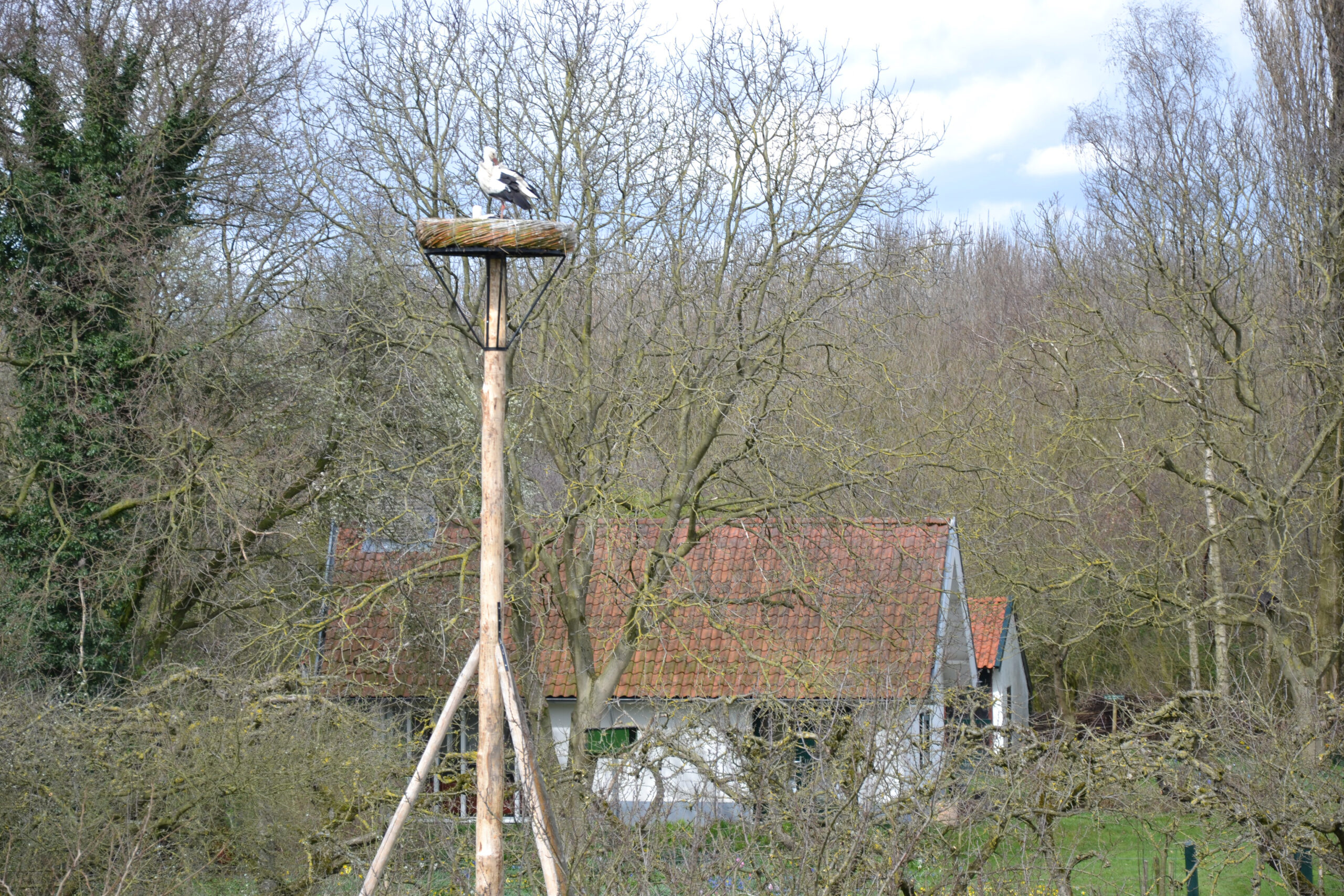 Ooievaar op nest Park Lingezegen foto van Peter Rambags