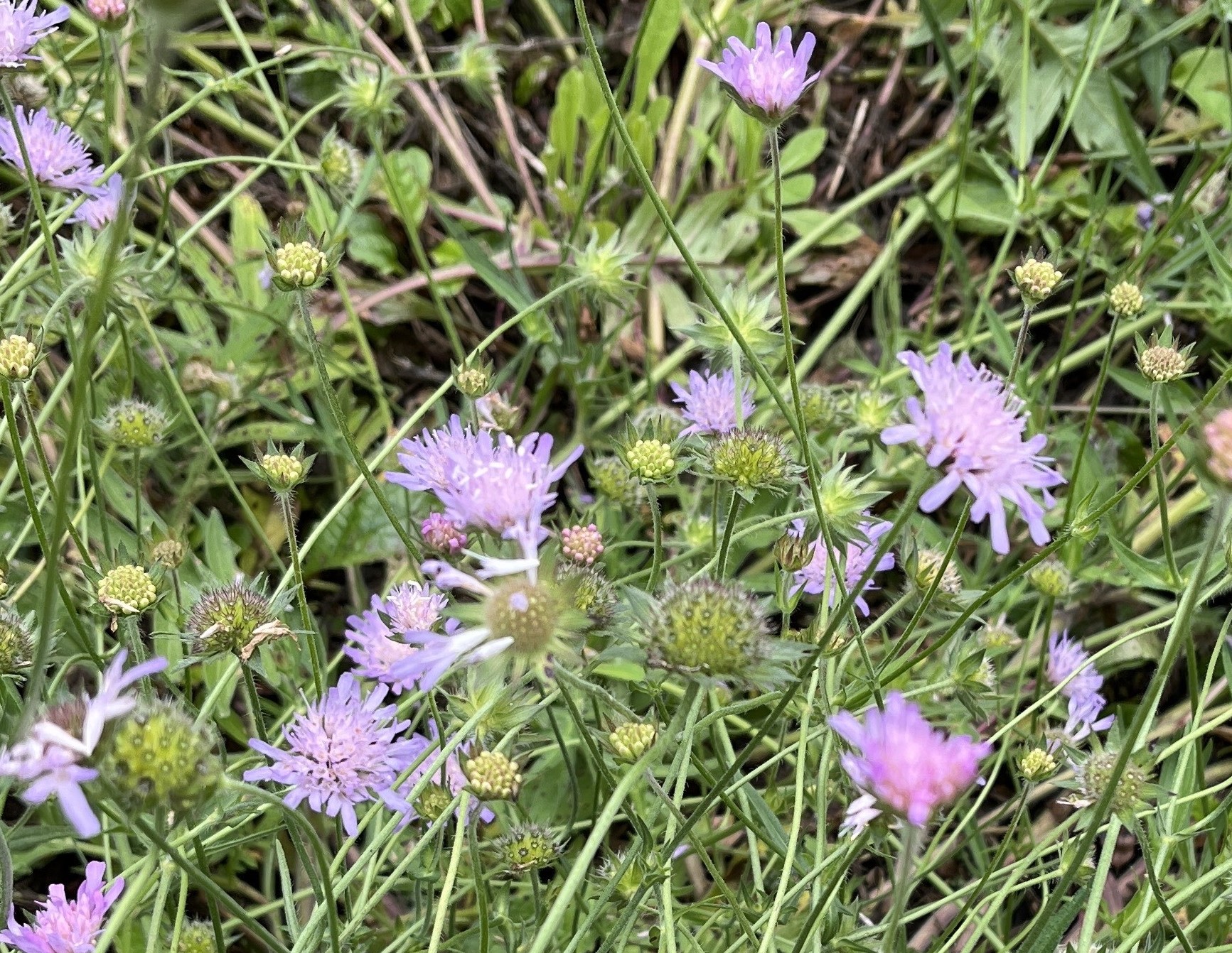 FotoAnnetLukkienBeemdkroon