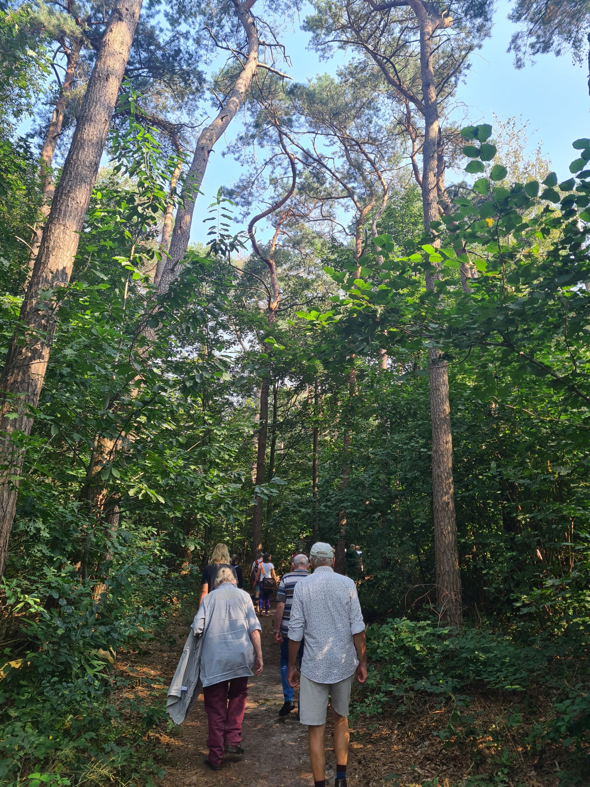 Mensen wandelen op een pad door een dichtbebost, zonnig bosgebied.