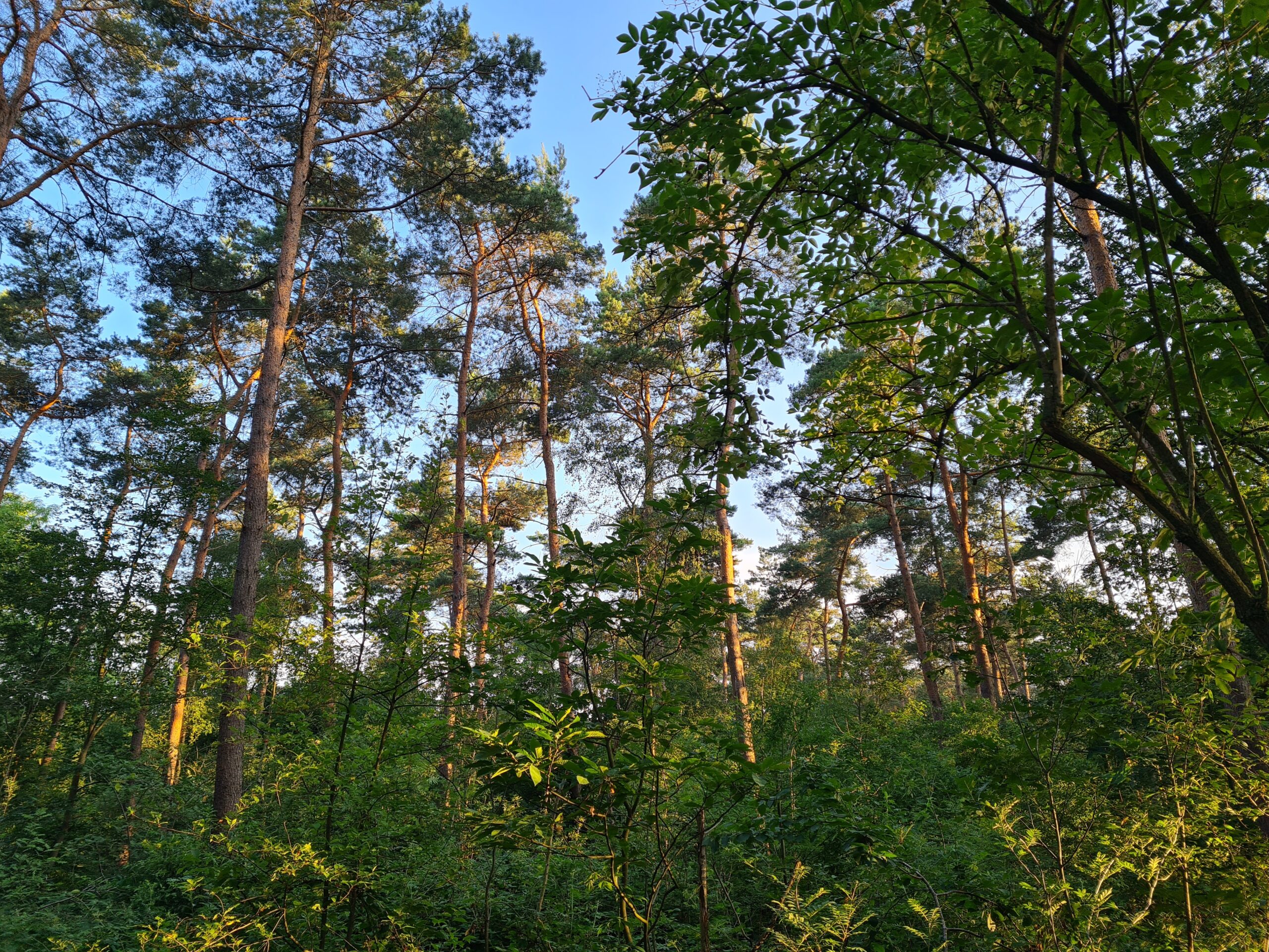 Hoge dennenbomen in een zonovergoten bos met dichte groene begroeiing.