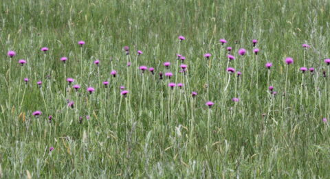 Cirsium dissectum Spaanse ruiter2022