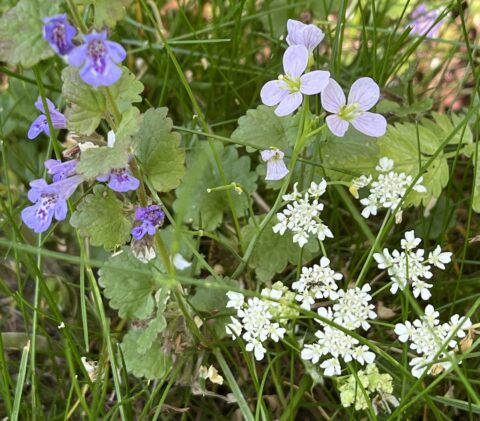wilde bloemen foto van Annette Lukkien