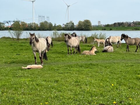 Koniks in de Weurtse Uiterwaarden. foto van Toon Snelder