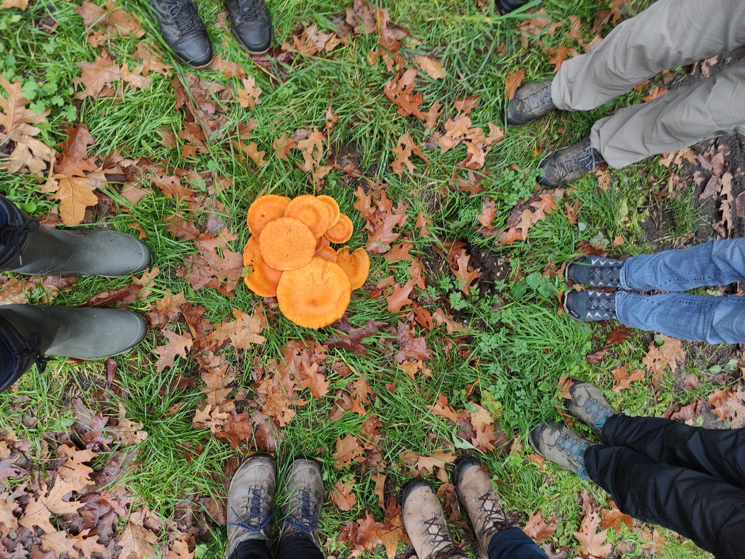 excursie paddenstoelen Rijk van Nijmegen foto van Guus Vergeer