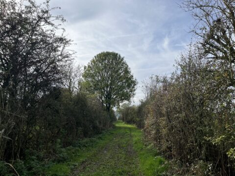 Lijnwandeling Nijmegen van centrum via uiterwaarden naar Stuwwal bij Kops Plateau foto van Linda Kuppen
