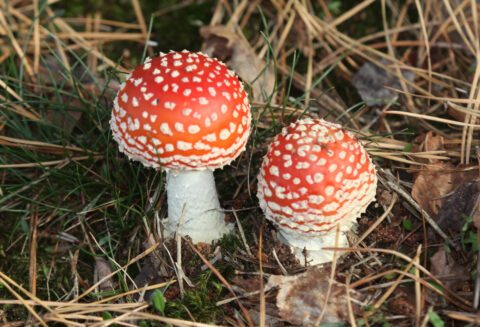 Paddenstoelenexcursie Vliegenzwam IVN Nijmegen foto van Harm Alberts twee gidsen nemen je mee om verschillende paddenstoelen te zoeken