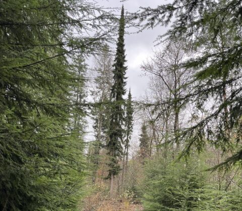 Dichtbegroeide naaldbossen met hoge sparren en een bewolkte lucht erboven.