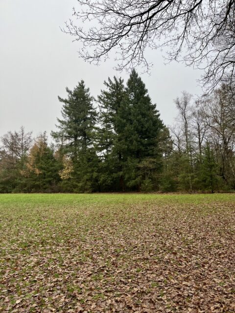 Veldje Dekkerswald met naaldbomen en lichte sneeuw.