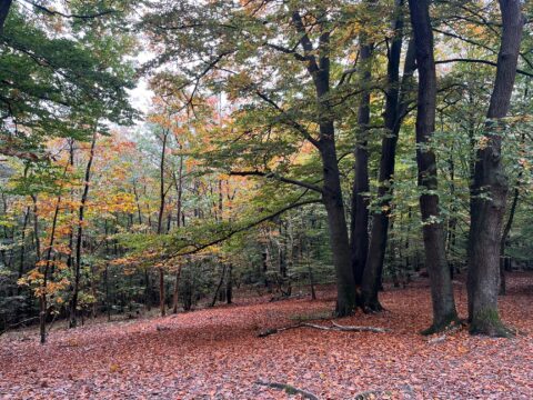 Herfstbos met kleurrijke bladeren en bomen; grond bedekt met gevallen bladeren.
