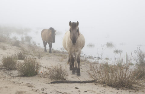 Twee paarden lopen op een mistig strand met begroeiing en een waterplas.