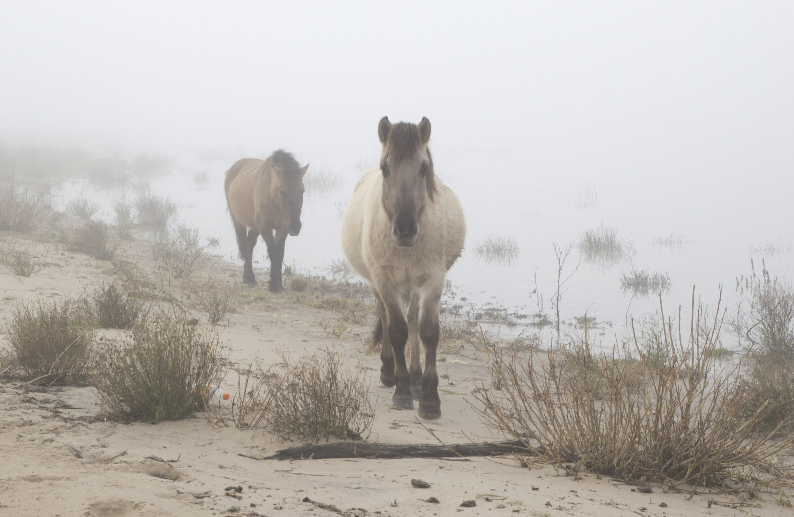 Twee paarden lopen op een mistig strand met begroeiing en een waterplas.