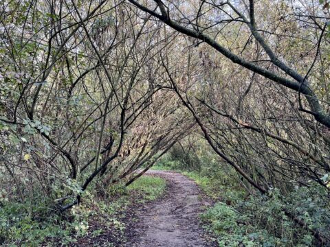 Een kronkelend pad door een boog van dichte, overhangende takken in een bosrijk gebied.