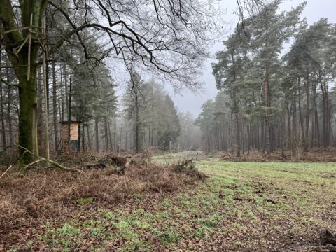 Boslandschap met een jachttoren, kale en groene bomen, mistige sfeer.