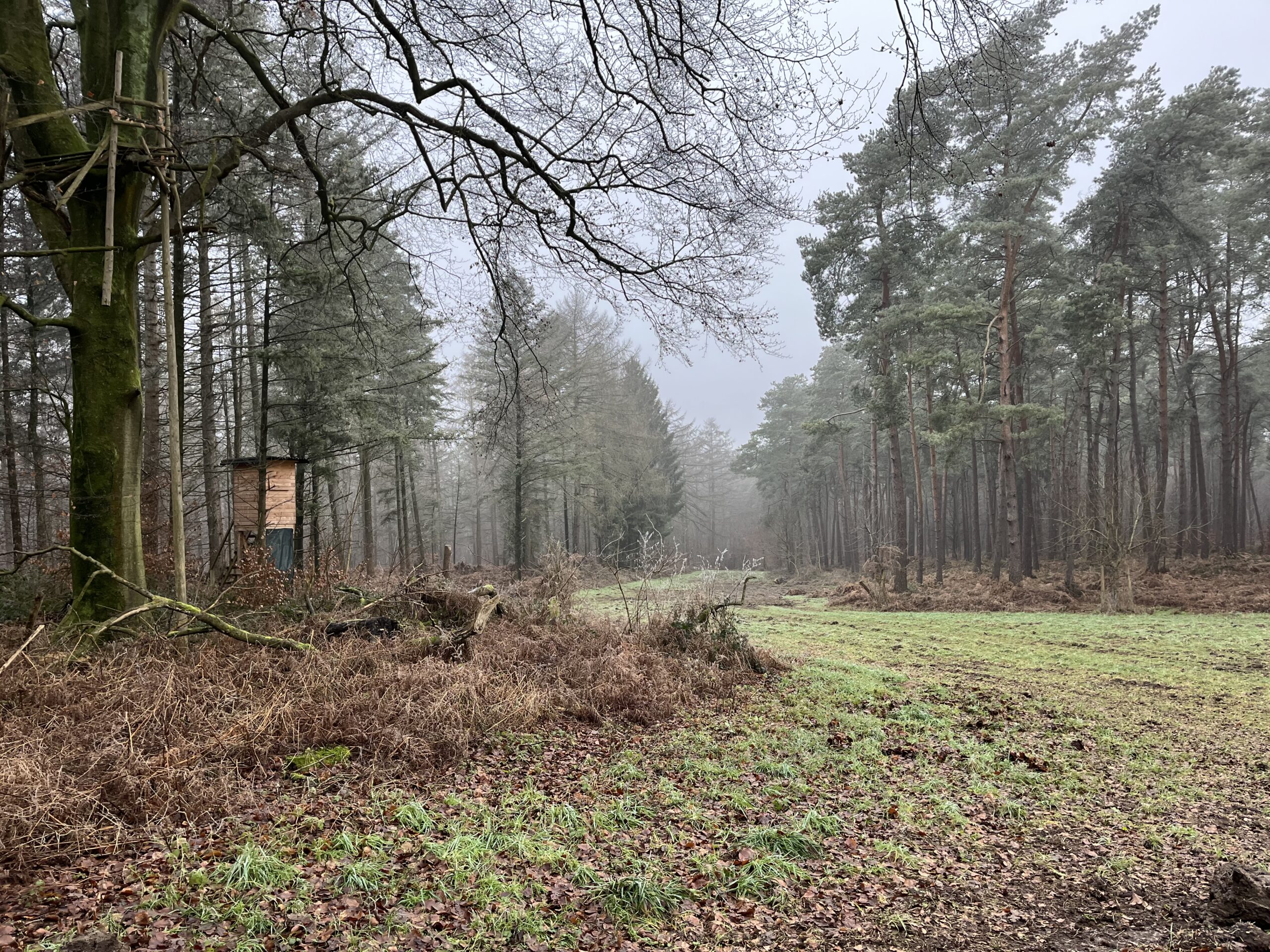 Boslandschap met een jachttoren, kale en groene bomen, mistige sfeer.