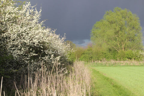 Landschap met bloeiende struiken langs een pad, grasveld en donkere wolkenlucht.