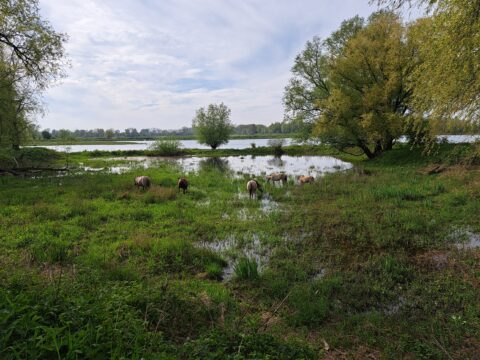 Koniks in de Millingerwaard