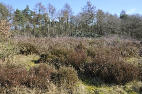 Open veld met heide en bomen aan de horizon onder een blauwe lucht.