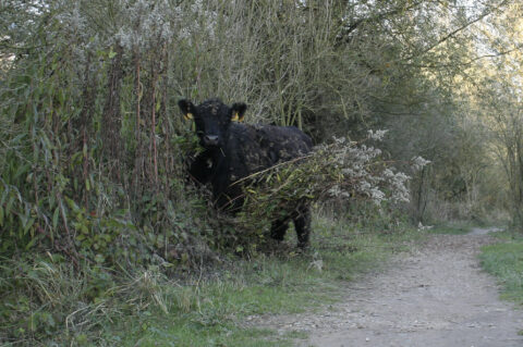 Zwarte koe staat in dichte struiken naast een landelijk pad.