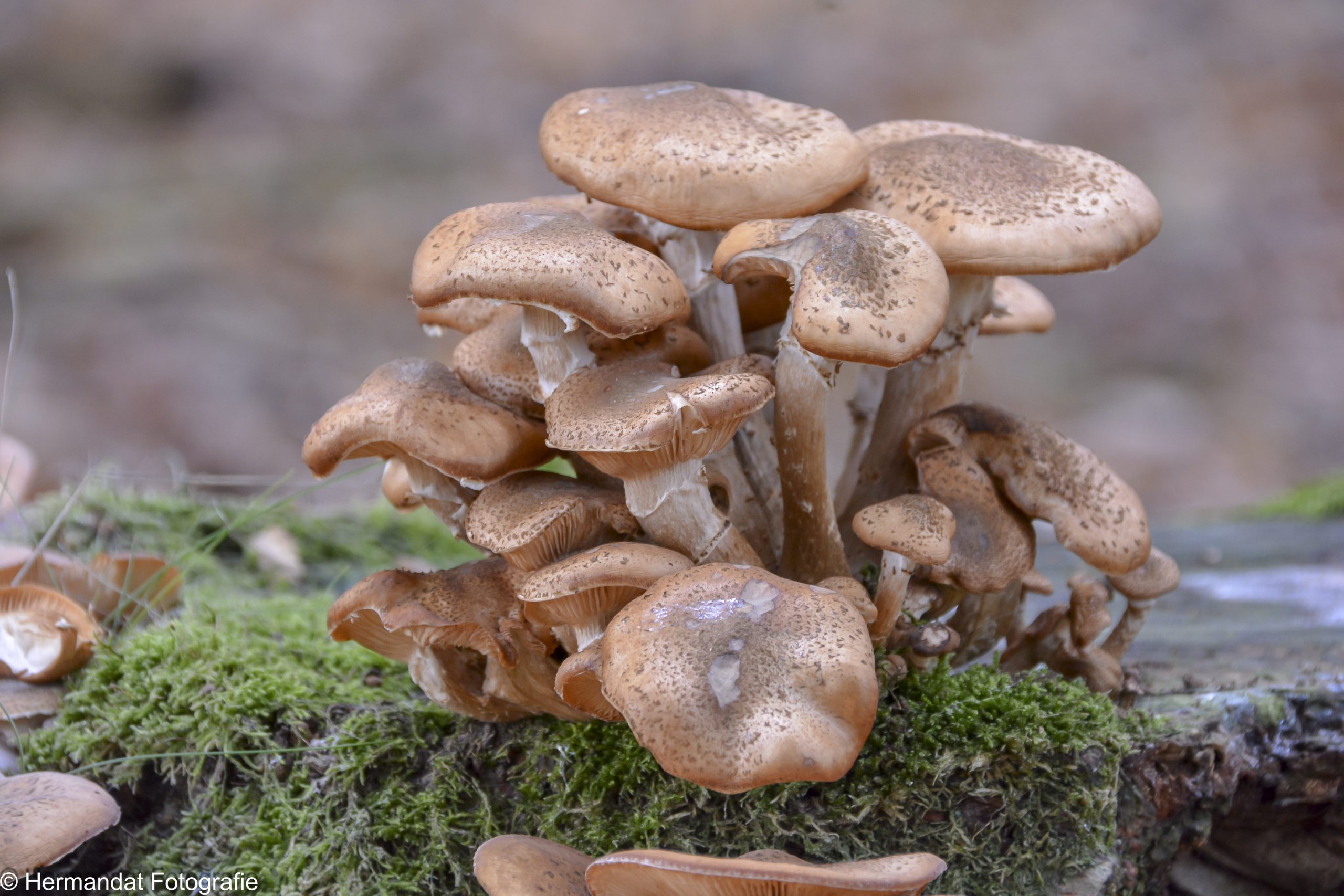 Bruine paddenstoelen groeien op een met mos bedekte boomstronk in het bos.