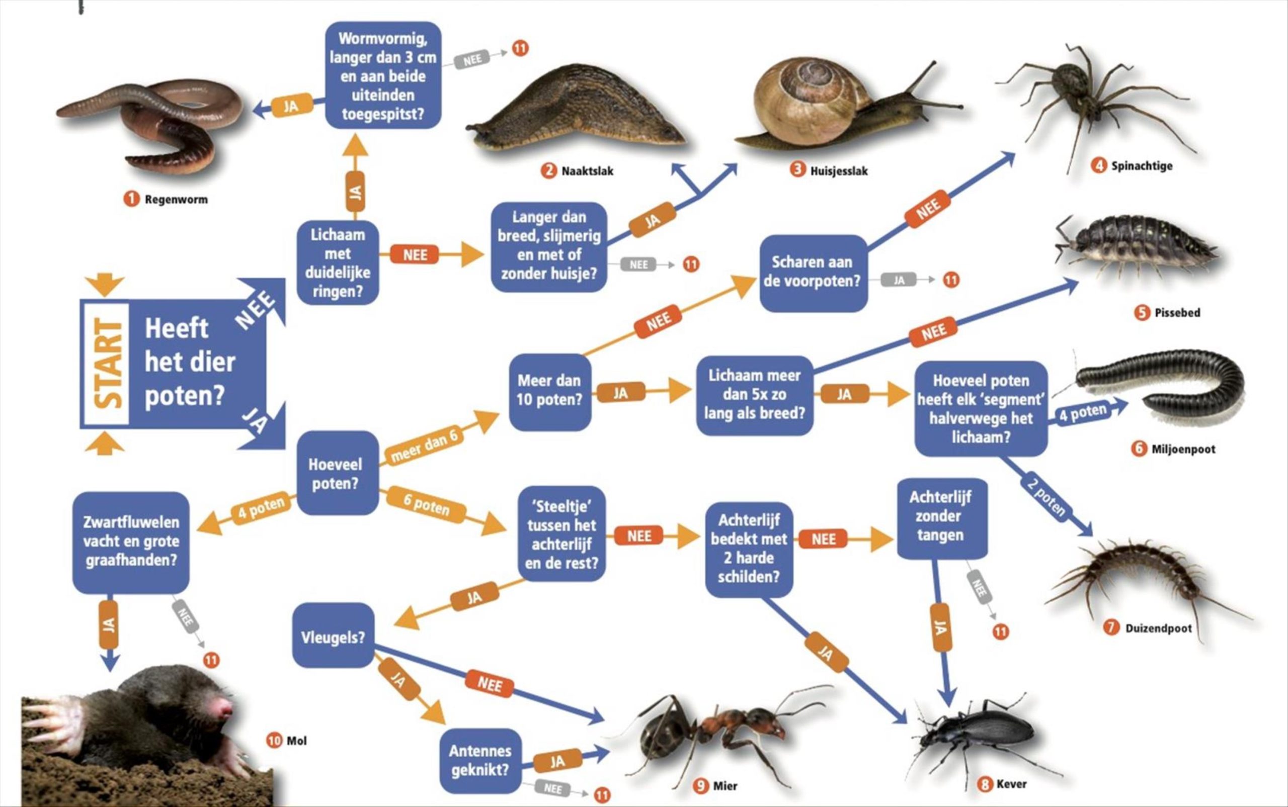 Stroomdiagram dierenidentificatie met afbeeldingen van worm, slak, spin, pissebed en meer.