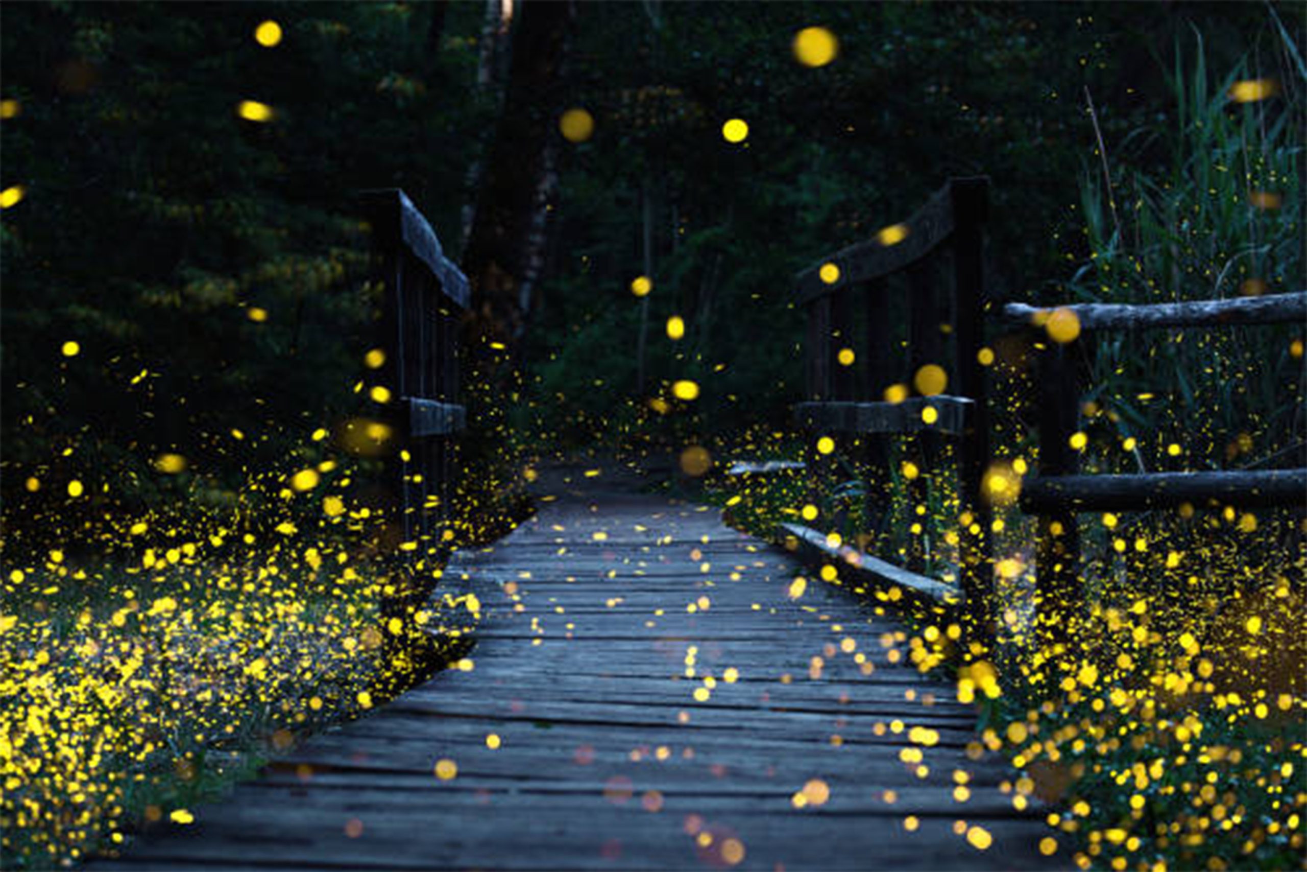 Houten pad in een donkere bosomgeving, omringd door talloze glinsterende vuurvliegjes.